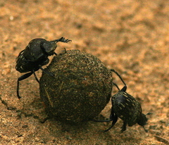 Gymnopleurus koenigi
