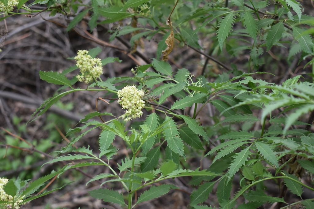 Sambucus racemosa, City Park, Saskatoon, SK S7K, Canada