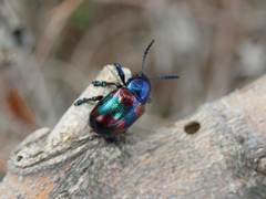 Platycorynus undatus