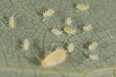 Illinoia liriodendri