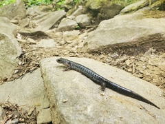 Plethodon chattahoochee