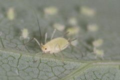Illinoia liriodendri