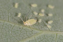 Illinoia liriodendri