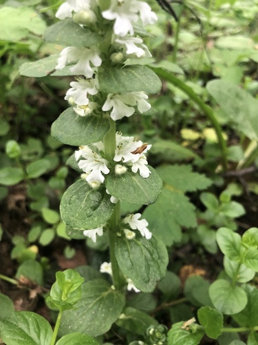 Ajuga reptans