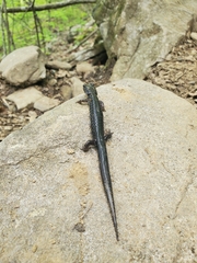 Plethodon chattahoochee