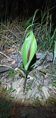 Curcuma