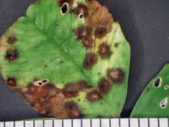 Pseudopeziza trifolii