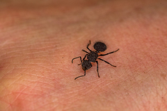 Echinopla melanarctos