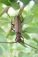 Aegolipton marginale