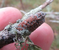 Haematomma persoonii