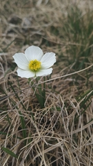 Ranunculus pyrenaeus