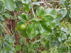 Vangueria madagascariensis