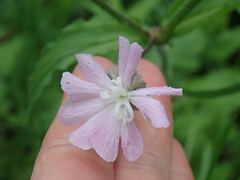 Silene × hampeana