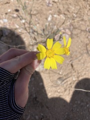 Tetraneuris argentea