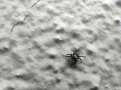 Euophrys herbigrada