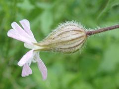 Silene × hampeana