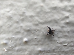 Euophrys herbigrada