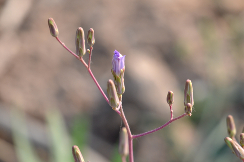 Blue lettuce (Lactuca tatarica)