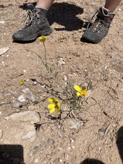 Tetraneuris argentea