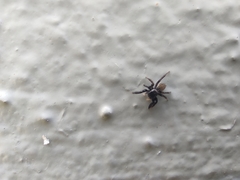Euophrys herbigrada