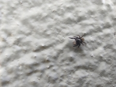 Euophrys herbigrada