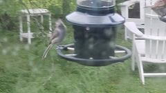 Baeolophus atricristatus