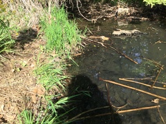 Lithobates palustris