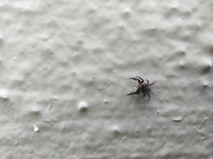 Euophrys herbigrada