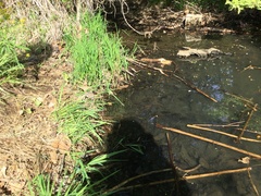 Lithobates palustris