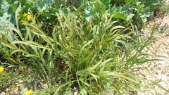 Puccinia sii-falcariae