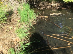 Lithobates palustris