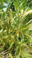 Puccinia sii-falcariae