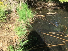 Lithobates palustris