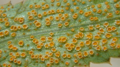 Puccinia sii-falcariae