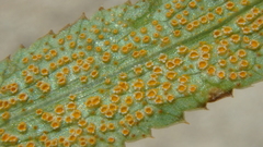 Puccinia sii-falcariae