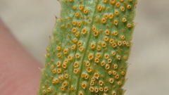 Puccinia sii-falcariae