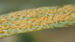 Puccinia sii-falcariae