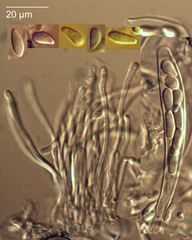 Pseudopeziza trifolii