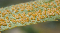 Puccinia sii-falcariae