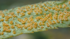 Puccinia sii-falcariae