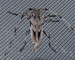 Acanthocinus nodosus