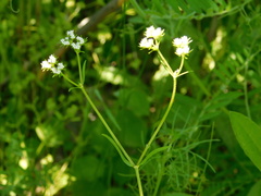 Valerianella dentata