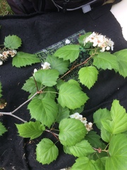 Crataegus coccinioides