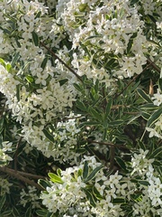 Daphne × burkwoodii