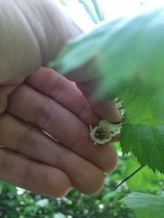 Crataegus coccinioides