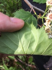 Crataegus coccinioides