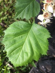 Crataegus coccinioides