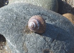 Calliostoma tricolor