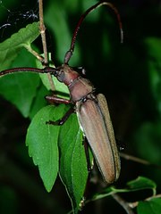 Aegolipton marginale