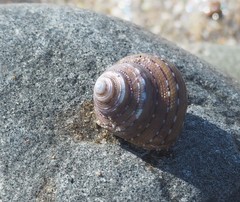 Calliostoma tricolor